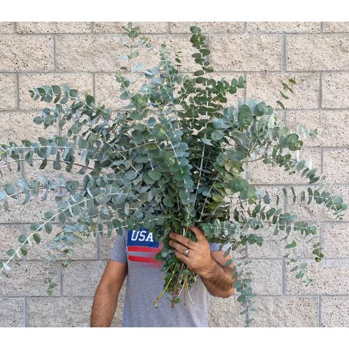 Large Fresh/Dried Baby Blue Eucalyptus Bundle, California Grown Eucalyptus