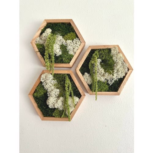 Moss Wall Art | Honeycomb Moss | Four Sizes, 5 x 6", 8 x 9", 10 x 11.5" or 12 x 13 3/4" | Wood Hexagon | Reindeer Pole Sheet Moss Amaranthus