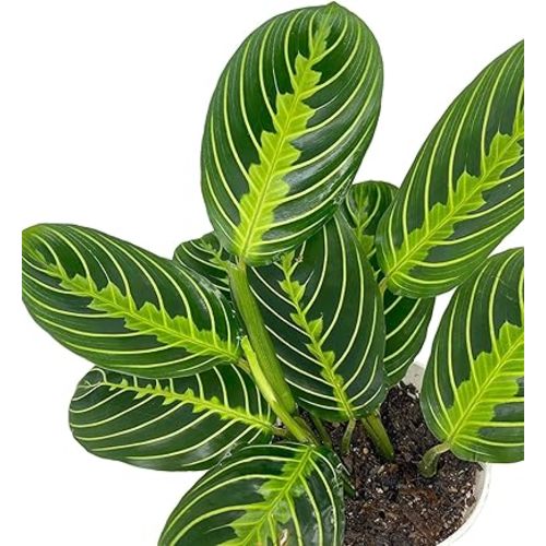 Hopewind Plants Shop- Lemon Lime Prayer Plant, Lemon Lime Maranta, Popular and Attractive houseplant, Gorgeous Live Indoor Plant, Easy to Care and Rare Variety Green Thumbs Up 4 inch Pot