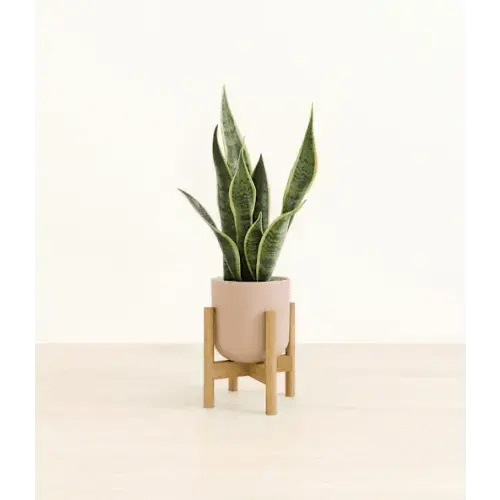 Golden Snake Plant - Sandy Pink with Bamboo stand