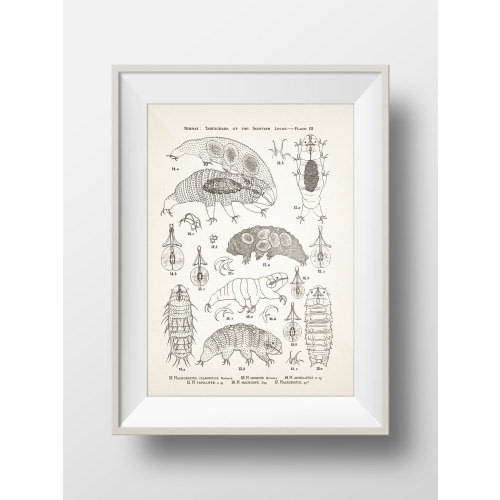 Tardigrade (Water Bear) Anatomy Specimens PLATE 3 - SC-20-24 - Fine art print of a vintage natural history academia illustration