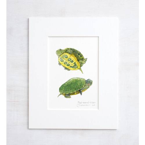 Baby Red-Eared Slider Watercolor Print: Pond Turtle Nature Study
