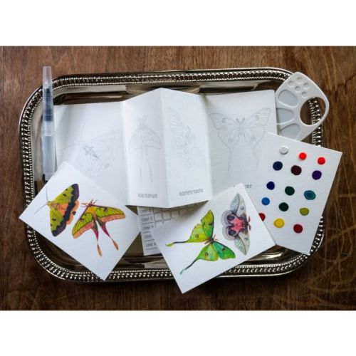 NaturahArt Mini Butterfly & Moth Watercolor Kit