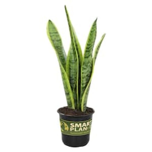 Variegated Live Snake Plant (Sansevieria Zeylanica) Air Purifying Houseplant in 4.25 in. Grower Pot
