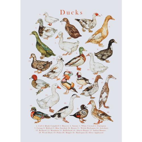Ducks Illustration Poster