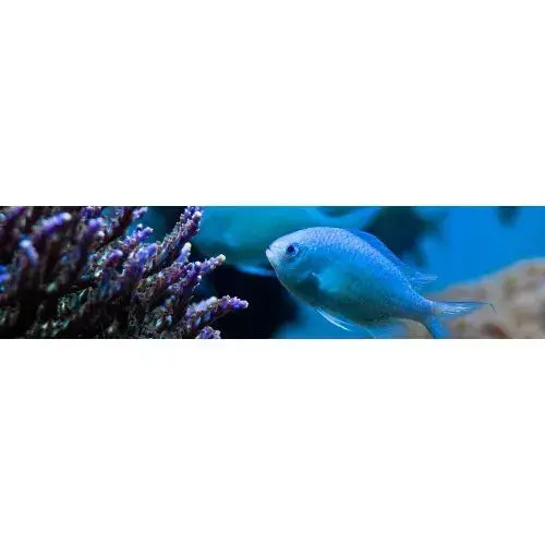 Gift Membership - New England Aquarium