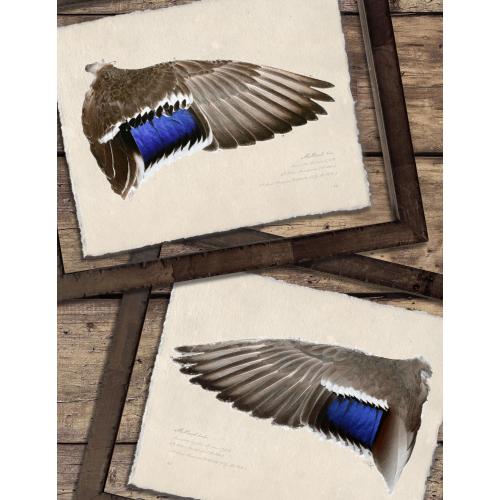 Custom Framed Illustrated Mallard Duck Wing Studies in Burl Wood Frame, Rustic Fine Art for Lake House, Gift for Hunter, Hunting Decor