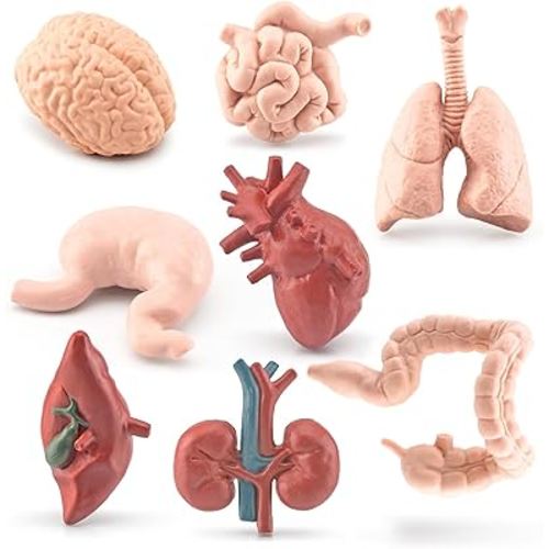 8PCS Human Body Model for Kids Mini Fake Body Parts Sets Human Anatomy Model Anatomy and Physiology Good Tools Students Sciences Learning Kit for Boys Girls Kids