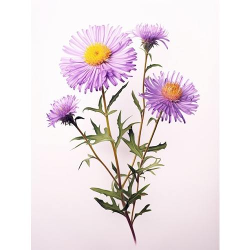 Pressed Flower Botanical Art Asters 3 Art Print by Botanic Studio - Fy