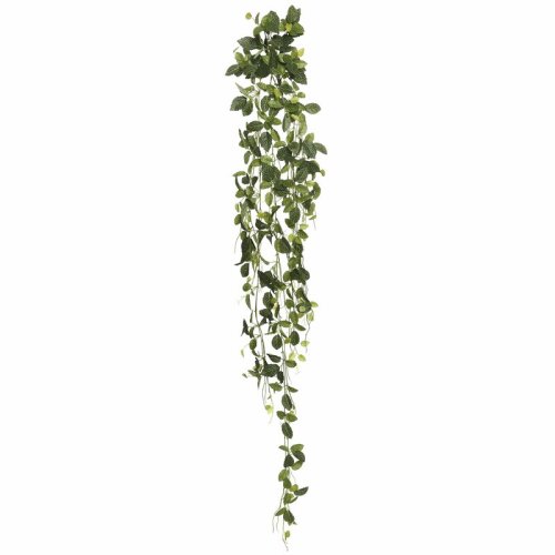 Darby Home Co Fittonia Hanging Bush Ivy Plant & Reviews | Wayfair