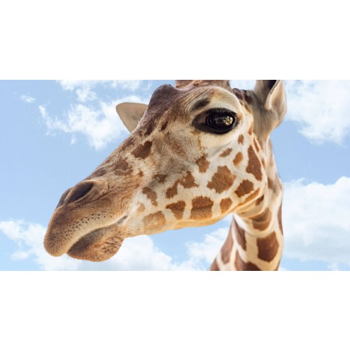 ZOO MEMBERSHIP- Adventure Duo