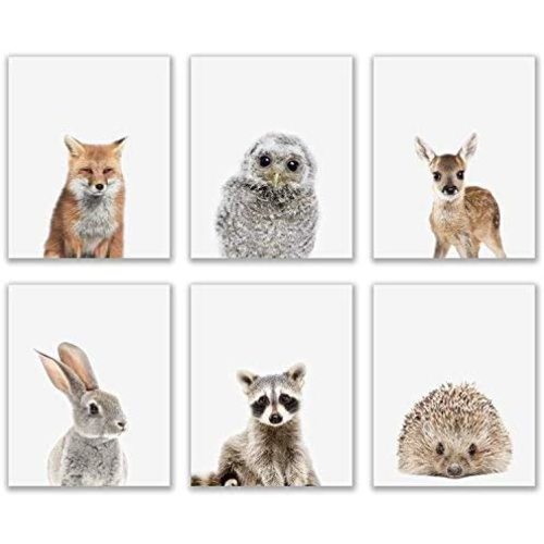 Baby Woodland Animals Poster Prints - Set of 6 (8x10) Adorable Furry North American Portraits Wall Art Nursery Decor - Owl - Deer - Bunny - Raccoon - Hedgehog - Fox