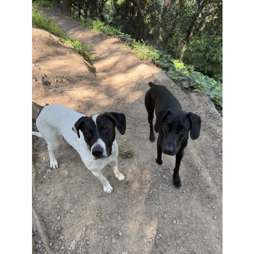 Dog Walker for Willow & Ivy