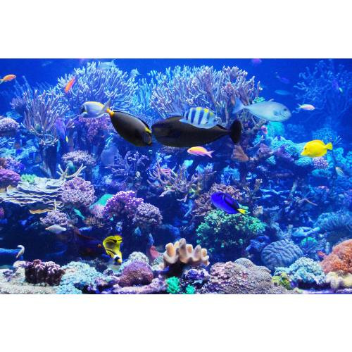 Exhibits Archive - Long Island Aquarium