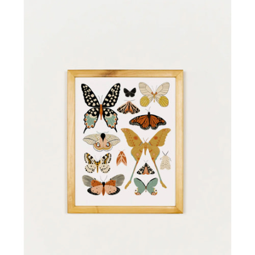 Butterfly Collector Art