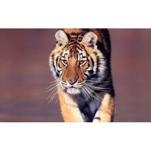 Species Adoptions