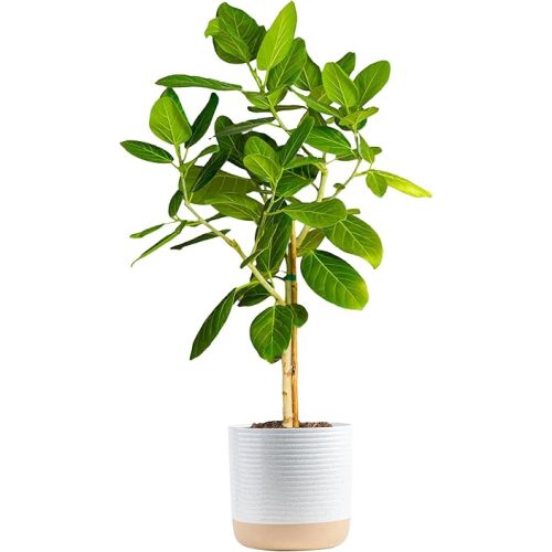 Costa Farms Ficus Audrey Tree Live Plant | 3-4 Ft. Tall Floor Plant | 10-Inch Minimal Decor Pot | Easy to Grow Houseplant & Air Purifying Room, Office, and Home Decor