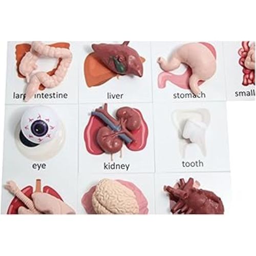 Montessori Human Organ Match - Miniature Body Parts with Cards to Match - Early Childhood Biology Learning Toy