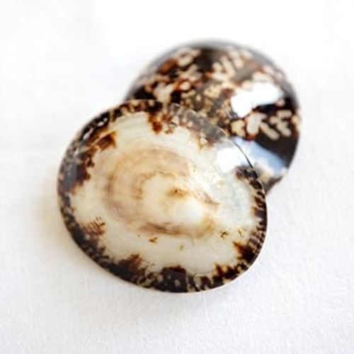 Breastfeeding Seashells: Seashell Nipple Protectors for Breastfeeding, Soothes and Heals Dry Cracked Nipples (Size 3), Brown