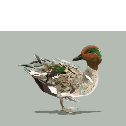 Greenwing Teal Duck Print