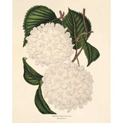 White botanical prints vintage flower art Cottage wall art Victorian print French wall art antique wall art Flower print Garden art print