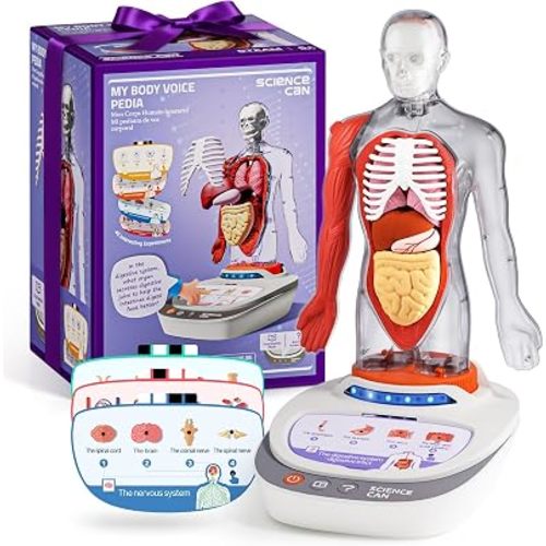 Science Can Human Body Model for Kids, Interactive Human Anatomy Talking Model - 11 Inch Realistic Anatomical Assembly Kit, 15PCS Removable Parts & Guide, Educational STEM Toys Gifts for Kids Aged 6+