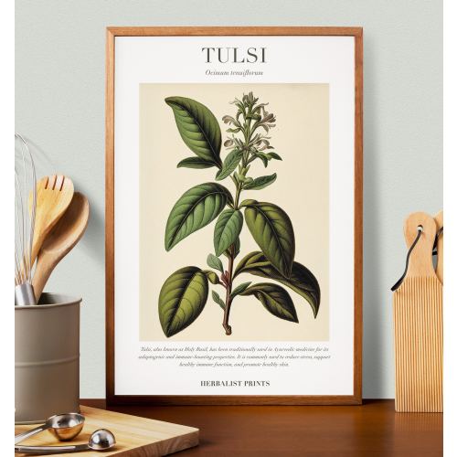 Tulsi "Holy Basil" Botanical Illustration with Medicinal Uses - Herbalist Prints