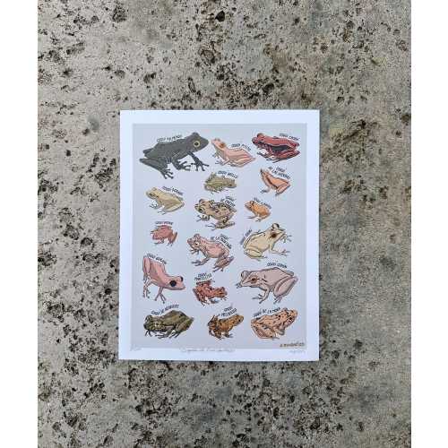 Los 17 coquies de puerto rico. 8x10 print