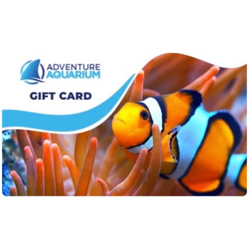 Gift Card - Adventure Aquarium