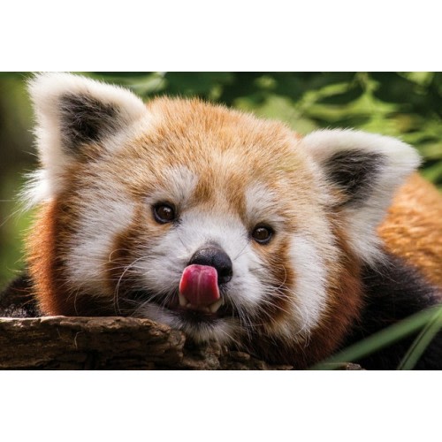 1 Year Philadelphia Zoo Family Deluxe Membership