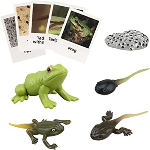 Montessori Frog Life Cycle with Flash Cards, Plastic Insects Tadpole to Frog Kit Toy, Realistic Animal Figurines