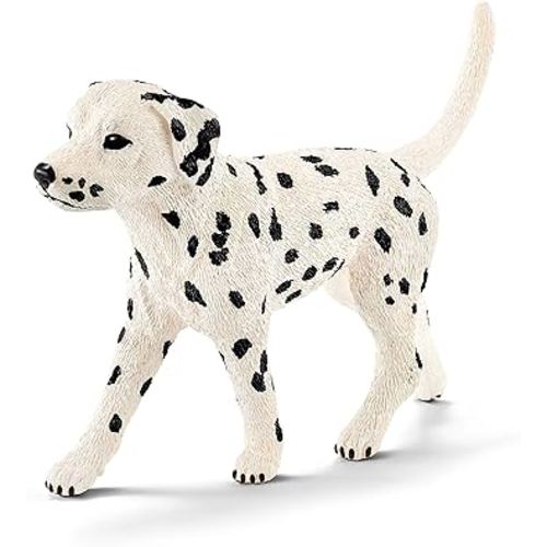 Dalmatian male