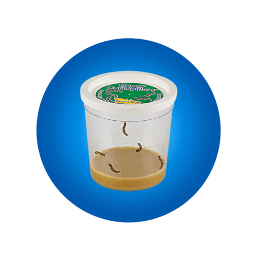 Cup Of Caterpillars™