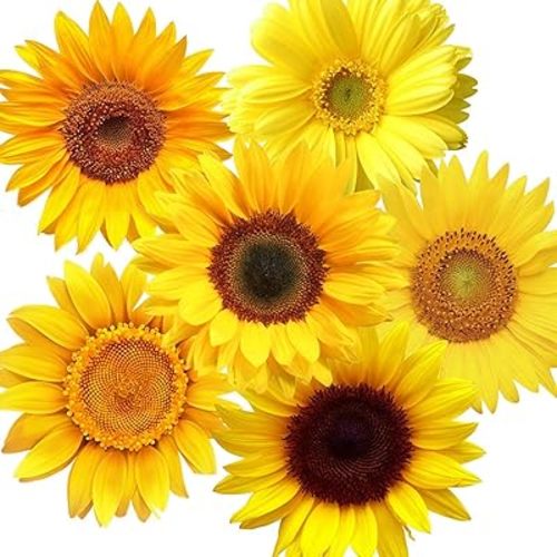 Zonon 72 Pieces Summer Sunflower Wall Decals Removable Sunflower Wall Stickers Decor 3D Flower Peel and Stick Decals Self-Adhesive Stickers for Cars Crafts Baby Bathroom Kids Living Room Decor