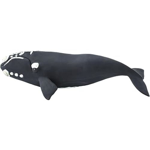 Safari Ltd. Right Whale Figurine - Lifelike 9.25" Ocean Animal Figure - Educational Toy for Boys, Girls, and Kids Ages 3+