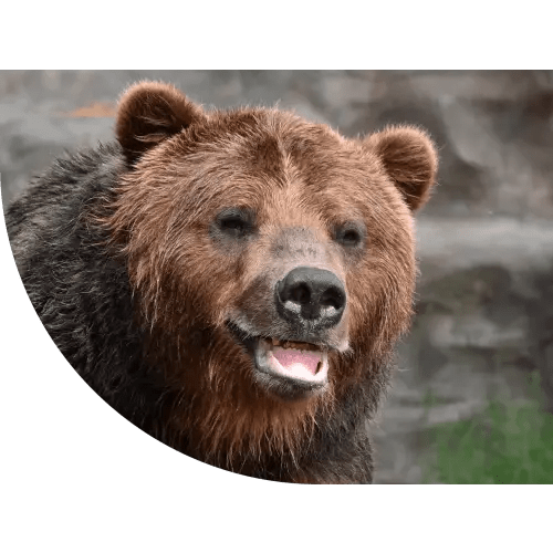 Gift Membership - Detroit Zoo