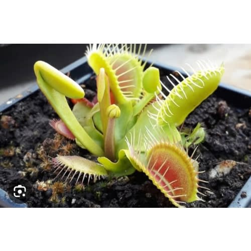 Venus Fly Trap
