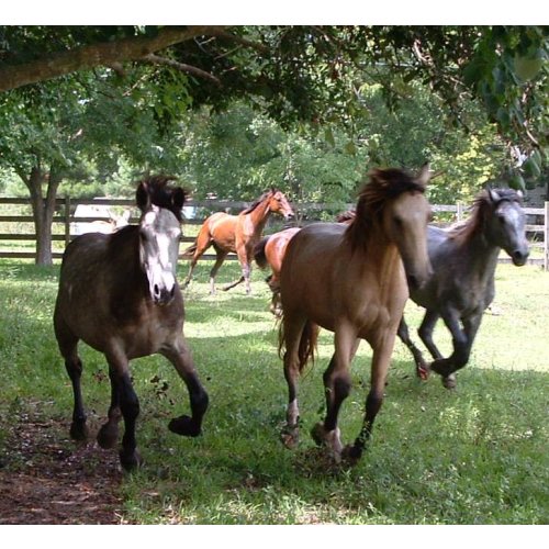 HFH Adoptions - Habitat For Horses