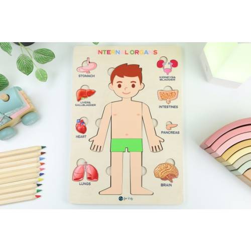 Montessori Puzzle for Kids  Internal Organs  Preschool