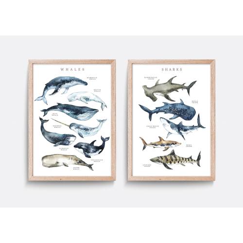 Shark Print, Types of Sharks art, Educational print, Whale nursery print, Bathroom wall decor, Living room art, Shark species art