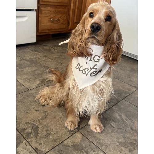 FRISCO Big Sister Dog & Cat Bandana, X-Small/Small - Chewy.com