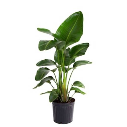 Costa Farms White Bird Of Paradise House Plant in 10-in Pot CO.WB11.1.GP.BLK at Lowes.com
