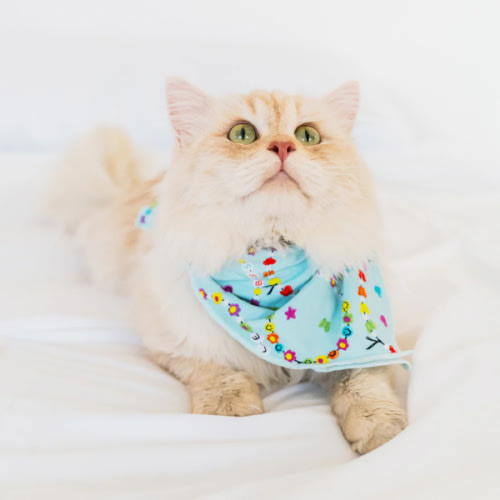 Friends Forever Pet Bandana - Little Sleepies