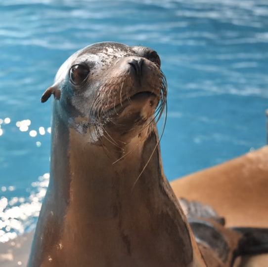 Gift Certificates | Mystic Aquarium