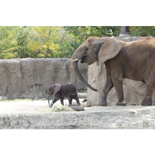 Indianapolis Zoo Membership Selection :: New Memberships