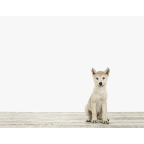 Wolf Pup No. 1 — The Animal Print Shop