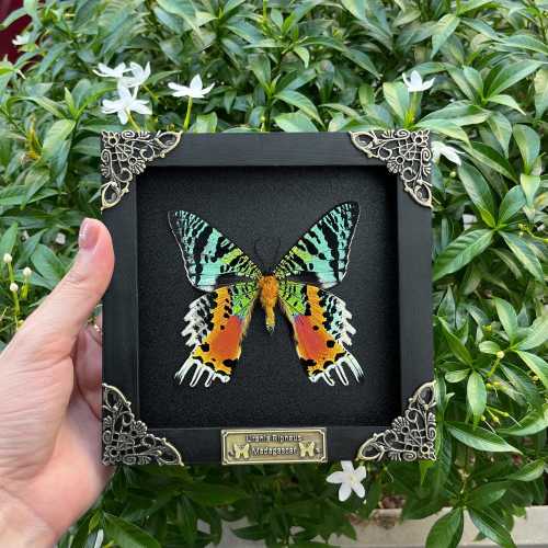 Real Framed Sunset Moth Shadow Box Insect Taxidermy Wall Art Decoration Artwork Oddity Home Decor Living Gallery Collections Handmade