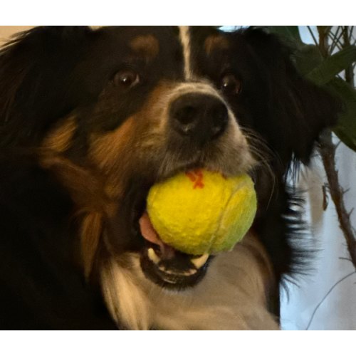 Penn Championship High Altitude Tennis Balls - Extra Duty Felt Pressurized Tennis Balls