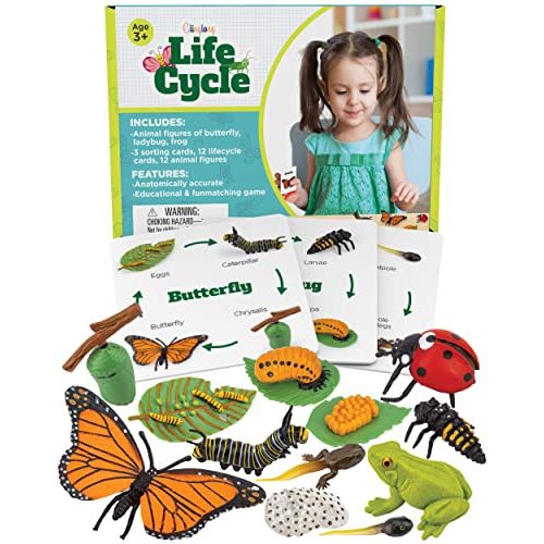 Life Cycle Science Kit Montessori Realistic Figurine, Kids Animal Matching Game with Frog, Ladybug and More Includes 12 Piece, Fun Learning Education Toys Stocking Stuffers for Children 3 4 5 6 7 8