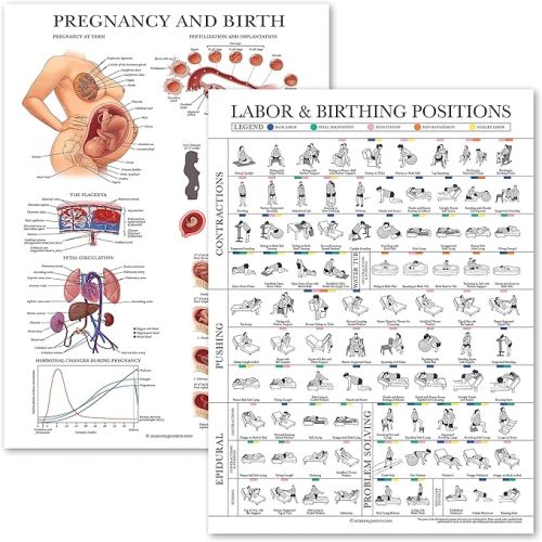 2 Pack - Labor & Birthing Positions Poster + Pregnancy Anatomy Chart - Childbirth Education for Doula, Midwife or Birthworker - 18" x 24" - Laminated